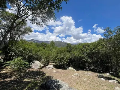 a view of a forest with trees and bushes at Casita siempre verde in Los Hornillos