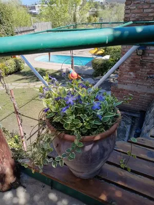 a potted plant sitting on a bench next to a pool at Cerros Azules in Trapiche