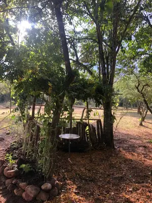 a tree with a bench in the shade of it at Posada Altos Del Consuelo in Nono