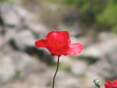 a red flower is in front of a rock at Posada Casa de Piedra in Los Reartes