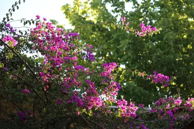 a bunch of pink flowers in front of some trees at Espectacular casa in Cordoba