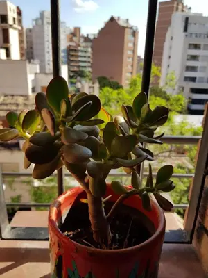 a plant in a pot sitting on a window sill at Apartamento Carlucci in Cordoba