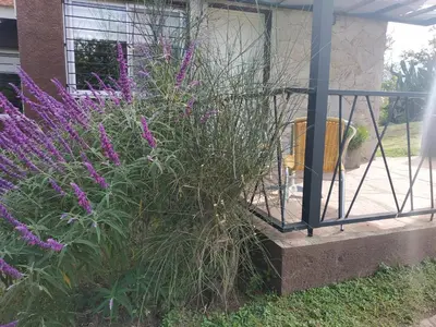 a plant with purple flowers in front of a building at El Naranjero Apart in Carpintería