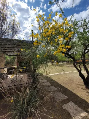 a tree with yellow flowers in front of a building at El Naranjero Apart in Carpintería