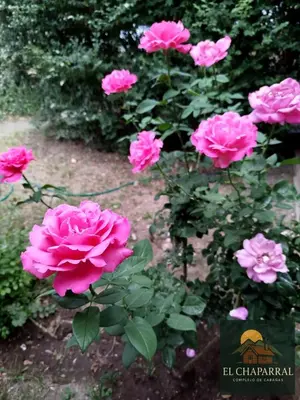 a group of pink roses in a garden at Cabaña El Chaparral Villa Dolores, Traslasierra 1 in Piedra Pintada