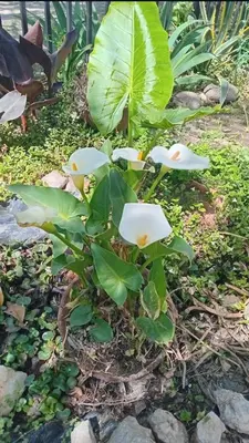 a plant with white flowers and green leaves at Abbá Departamentos in Mina Clavero