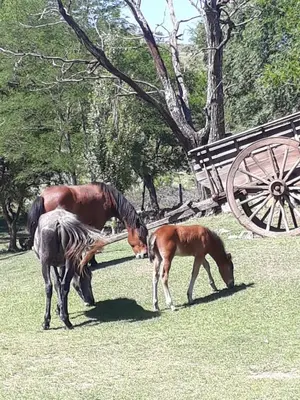 a horse and a pony grazing in a field at Cabaña de Campo - Valle de Calamuchita - Sierras de Córdoba in San Clemente