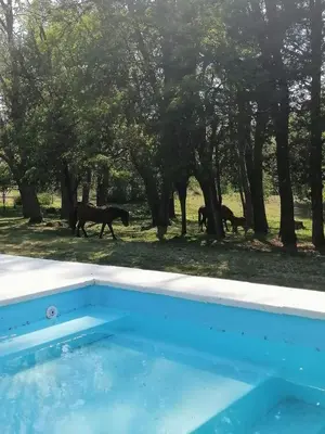 two horses walking in the grass next to trees at Cabaña de Campo - Valle de Calamuchita - Sierras de Córdoba in San Clemente