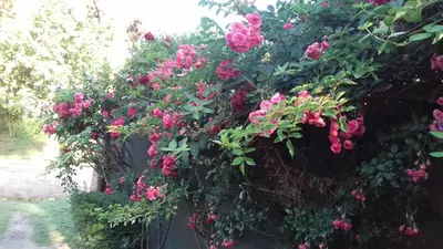 a bunch of pink flowers on a wall at El Maná in Bialet Massé