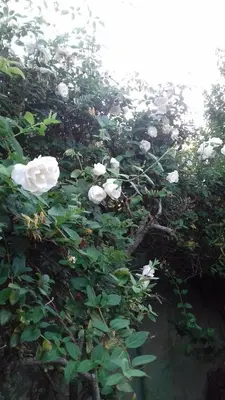 a group of white roses on a bush at El Maná in Bialet Massé
