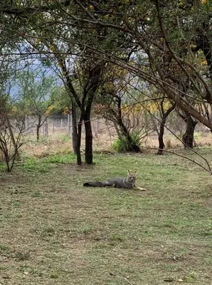 a cat laying on the grass in a field at Antiguo Molle in Merlo