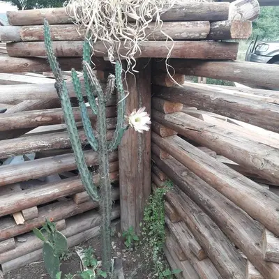 a cactus with a flower in front of a wooden fence at Altos del Molle SF in San Francisco del Monte de Oro