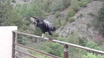 a large bird perched on top of a fence at Casa en La Cumbrecita in La Cumbrecita