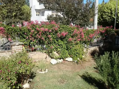 a garden of pink flowers in front of a house at Casa de Silvia in Villa Carlos Paz