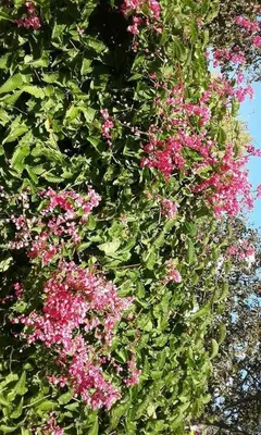 a bunch of pink flowers on a bush at Casa de Silvia in Villa Carlos Paz