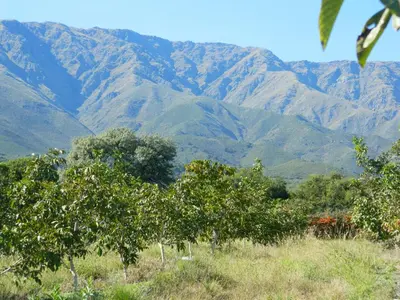 a group of trees in front of mountains at Finca La Julia in Luyaba