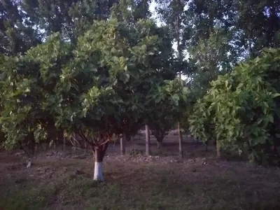a group of trees in a field at Finca La Julia in Luyaba
