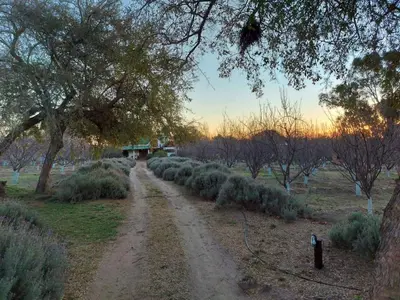a dirt road in a field with trees and bushes at Finca La Julia in Luyaba