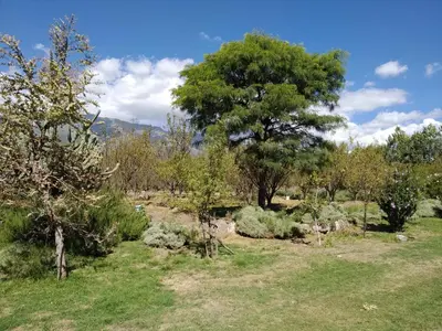 a field with trees and bushes and a tree at Finca La Julia in Luyaba
