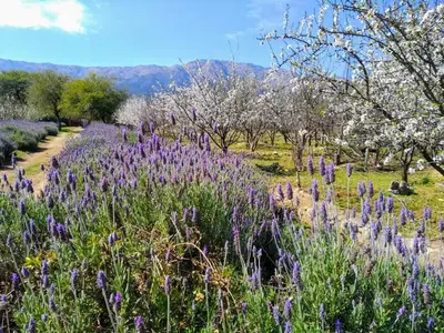 a field of purple flowers with trees in the background at Finca La Julia in Luyaba