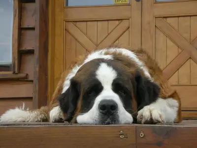 a brown and white dog laying in front of a door at Chamonix Posada & Spa in Villa General Belgrano