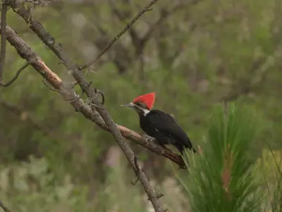 a bird with a red head sitting on a tree branch at El Pinar - Hospedaje Serrano in Tanti