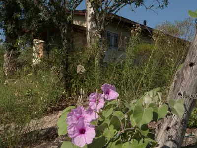 a bunch of purple flowers in front of a fence at El Pinar - Hospedaje Serrano in Tanti