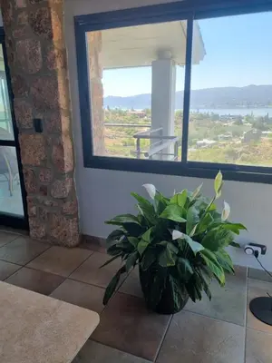 a plant sitting on the floor in a room with a window at casa del lago -villa carlos paz in Villa Carlos Paz