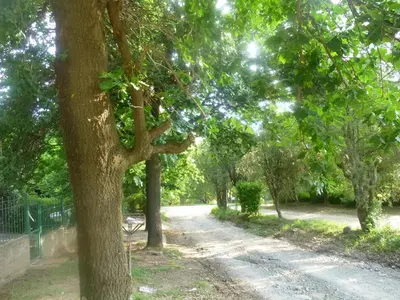 a dirt road in a park with trees at Cabanas los lirios in Santa Rosa de Calamuchita