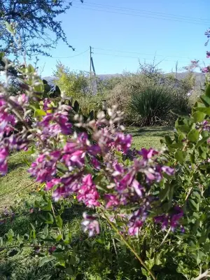a bunch of purple flowers in a garden at Cabaña El Mirador de Bialet Masse in Villa Parque Siquiman
