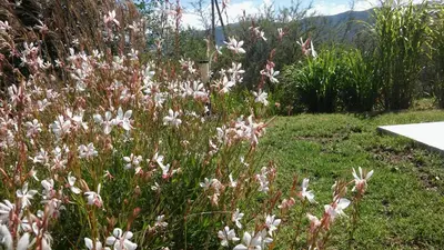 a field of white flowers in the grass at Cabaña El Mirador de Bialet Masse in Villa Parque Siquiman