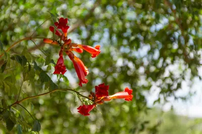 a group of red flowers on a tree at Complejo Utopia-Chacras de la Primavera, Tanti in Tanti