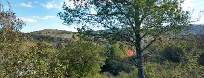 a tree in the middle of a forest at Cuesta los Robles -Casas Serranas- in Villa Icho Cruz