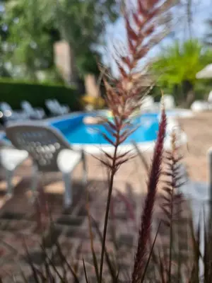 a plant in the foreground with a table in the background at Posada Aitue in Villa General Belgrano