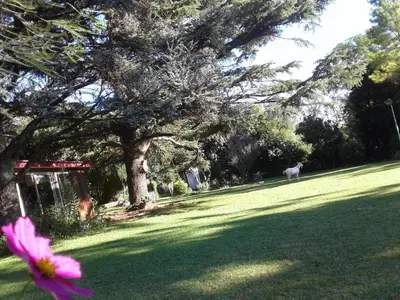 a field with a tree and a horse in the distance at Casita de Piedra B&B in Villa del Dique
