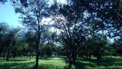 a group of trees in a field with green grass at Cabaña Anita in Merlo