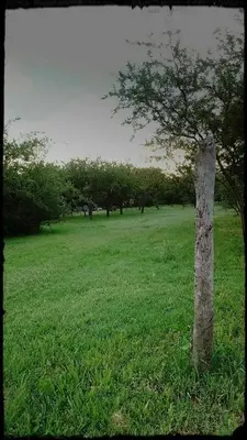 a tree in the middle of a green field at Cabaña Anita in Merlo