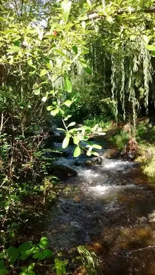 a stream in the middle of a forest at Cabaña Anita in Merlo
