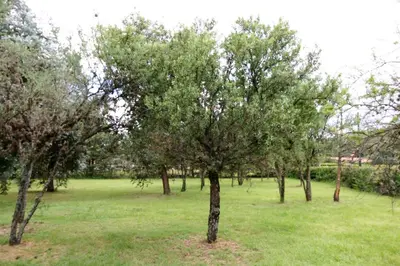 a group of trees in a field of grass at Cabañas Landhaus in Villa General Belgrano