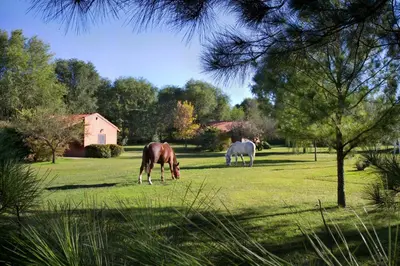 two horses grazing in the grass in a field at Cabañas Landhaus in Villa General Belgrano