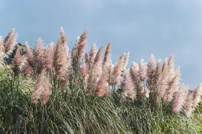 a bunch of tall grass with a blue sky in the background at Posada Las Vertientes in Copina