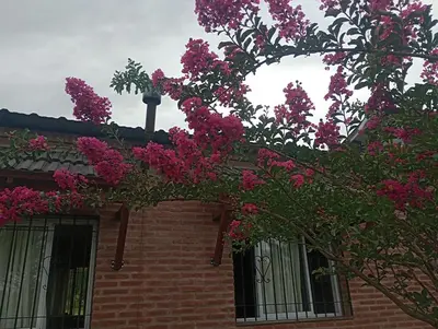 a tree with pink flowers on the side of a building at Posada Entre Dos in Mina Clavero