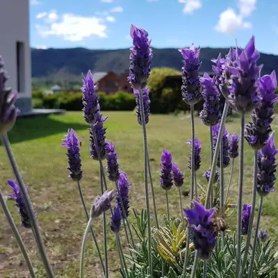 a bunch of purple flowers in a yard at La Macarena Suites in Villa General Belgrano