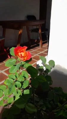 a red rose sitting on a floor next to a table at Hostal Antigua Casa Criolla in Los Reartes