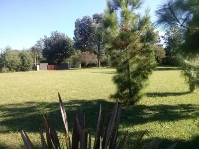 a tree in the middle of a grass field at cabañas Tierra Kamiare 1 in Amboy