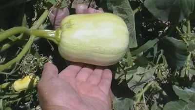 a person holding a green turnip on a plant at departamentos sosa in Mina Clavero
