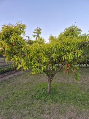a small apple tree with lots of fruit on it at Doña Haydee in Las Tapias