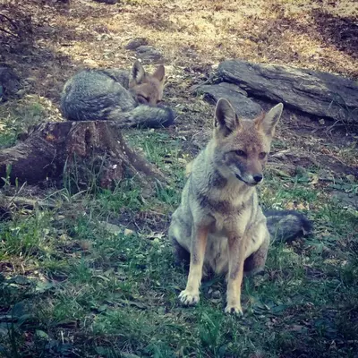 two coyotes sitting in the grass in a field at COSTA COM Departamentos de Montaña in Merlo