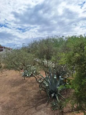 a cactus plant in the middle of a field at Apartamento Emir in Mina Clavero