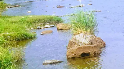 a rock in the middle of a river with grass at Apart Las Palmeras Corcovado in Villa Rumipal